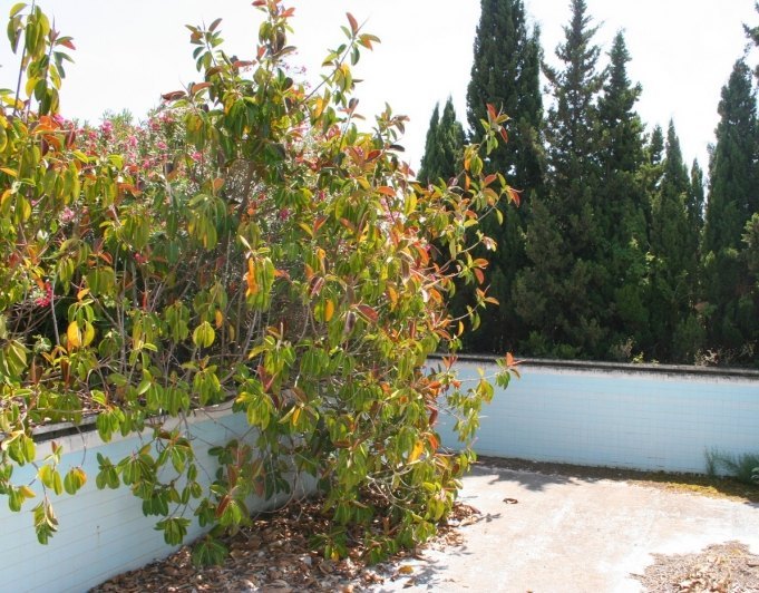 Finca en venta en Pedreguer
