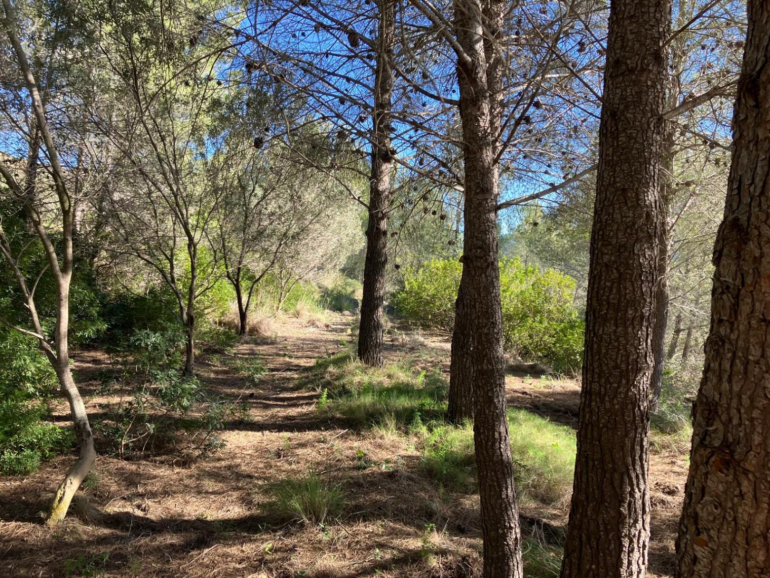 Casita de campo en Pedreguer