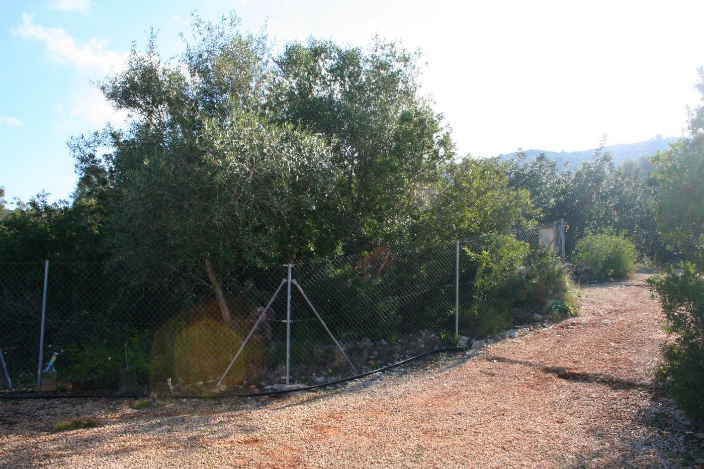 Terreno rústico de 11000 m2 con casita en Pedreguer