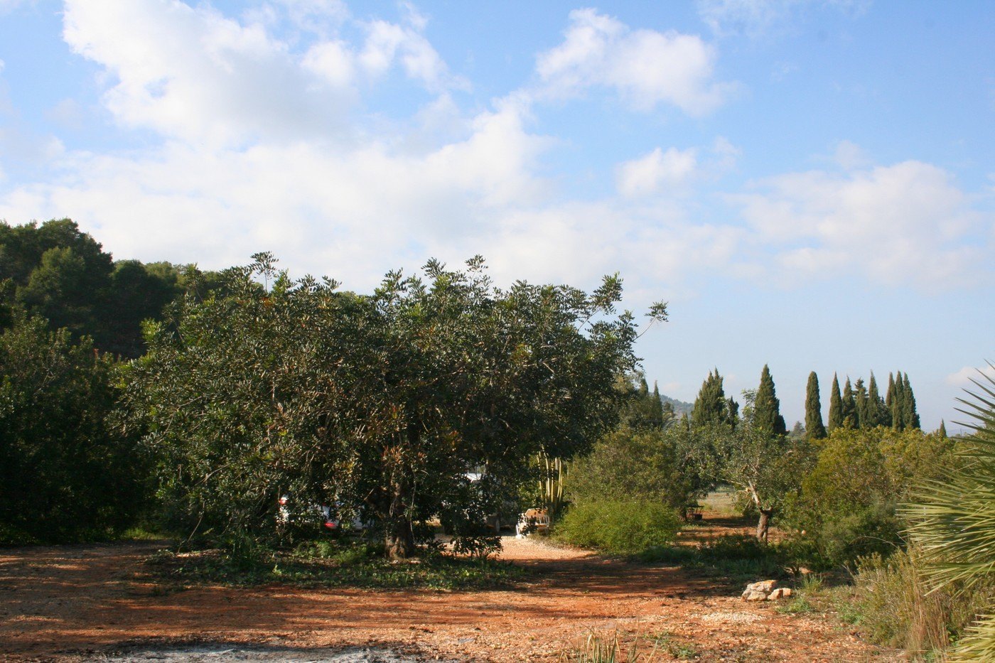 Terreno rústico de 11000 m2 con casita en Pedreguer